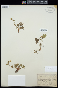 Potentilla glaucophylla image