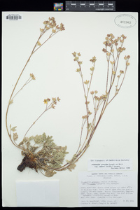 Potentilla gracilis image