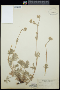 Potentilla pectinisecta image