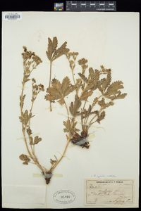 Potentilla gracilis var. fastigiata image