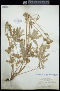 Potentilla gracilis var. fastigiata image