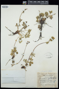 Potentilla gracilis image