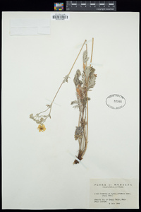 Potentilla flabelliformis image