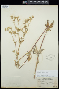 Potentilla gracilis image