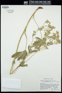 Potentilla gracilis var. brunnescens image