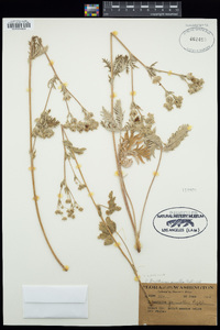 Potentilla gracilis image