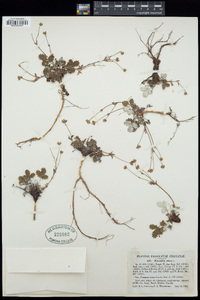 Potentilla nivea image