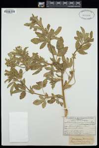 Potentilla norvegica subsp. monspeliensis image