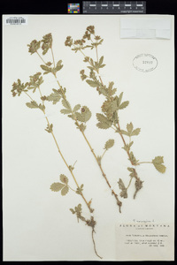 Potentilla norvegica image