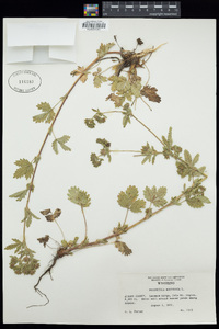 Potentilla norvegica image