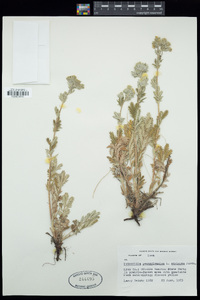 Potentilla pensylvanica image