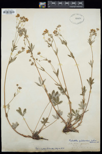 Potentilla pulcherrima image