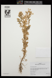 Matricaria discoidea image