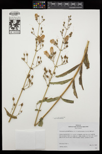 Penstemon grinnellii subsp. scrophularioides image