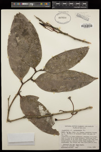 Psammisia guianensis image