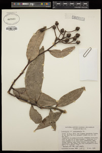 Psammisia guianensis image