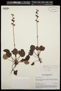 Pyrola asarifolia subsp. incarnata image