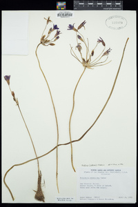 Brodiaea kinkiensis image