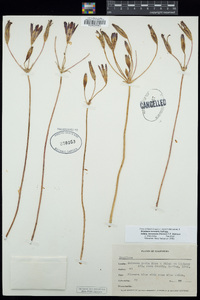 Brodiaea terrestris image