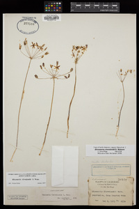 Bloomeria clevelandii image