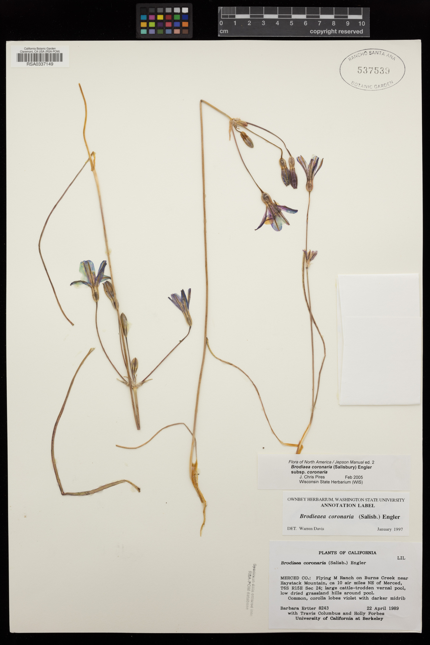 Brodiaea coronaria subsp. coronaria image