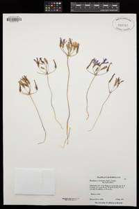 Brodiaea coronaria image