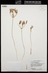 Brodiaea coronaria image