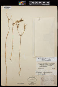 Brodiaea elegans image