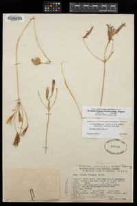 Brodiaea elegans subsp. elegans image