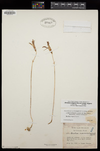 Brodiaea elegans image