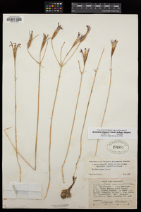 Brodiaea elegans subsp. elegans image