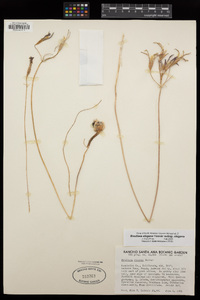 Brodiaea elegans subsp. elegans image