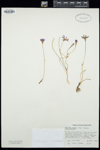 Brodiaea insignis image