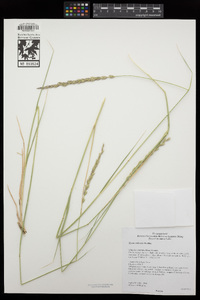 Elymus triticoides image