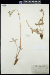 Potentilla pulcherrima image