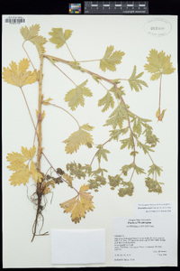 Potentilla rivalis image