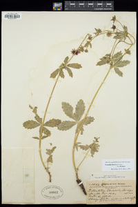 Potentilla thurberi image