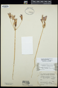 Brodiaea terrestris subsp. kernensis image