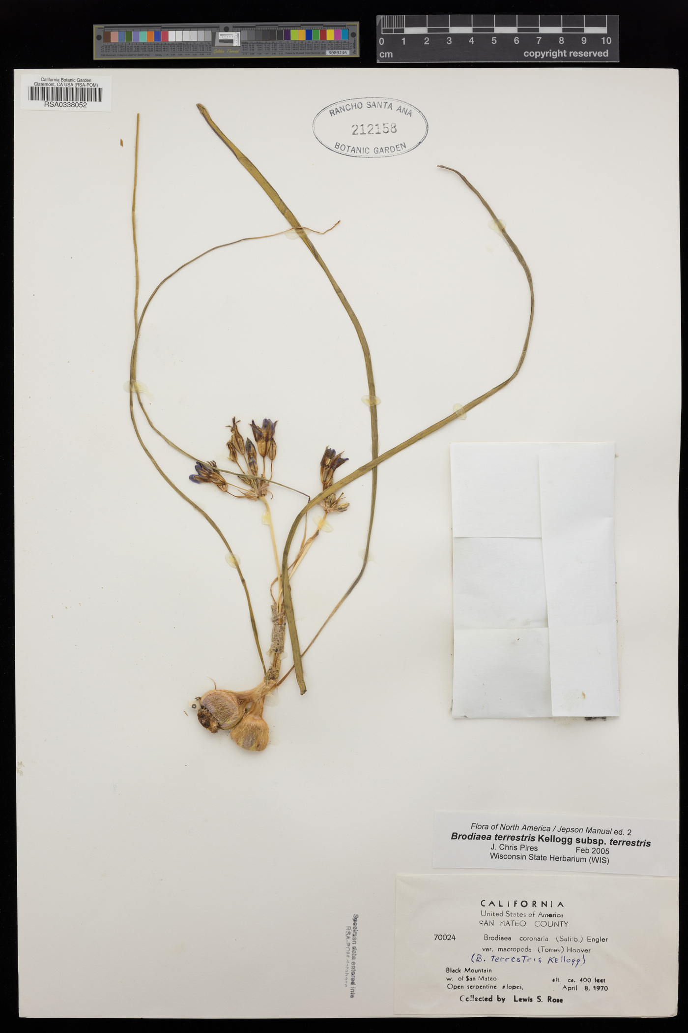 Brodiaea terrestris subsp. terrestris image