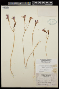 Brodiaea elegans image