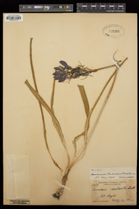 Camassia quamash image