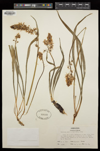 Camassia scilloides image