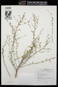 Stephanomeria exigua image