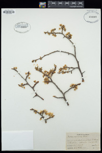 Prunus americana image