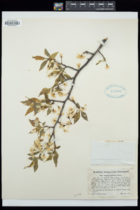 Prunus americana image