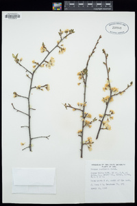 Prunus americana image