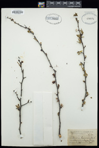 Prunus americana image