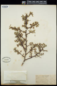 Prunus andersonii image