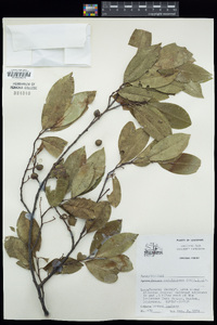 Prunus caroliniana image