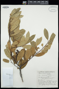 Prunus caroliniana image